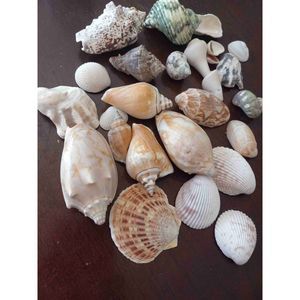 Vintage set hand collected seashells k5